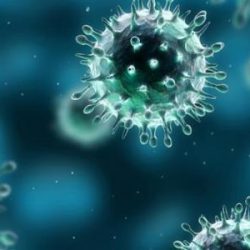 في سبق علمي.. “البيئة” تُطوّر سلالة جديدة من خلايا الزرع النسيجي المستمر لعزل الفيروسات وإنتاج اللقاحات