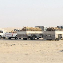 تطهير 23 ألف هكتار من الجراد الصحراوي.. و”البيئة” تلاحق الأسراب في الرياض والقصيم وعسير
