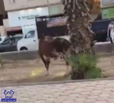 بالفيديو.. شاهد لحظة مطاردة ثور هائج في جدة
