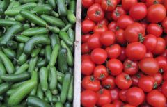 الزراعة تكشف نسبة تلوث الطماطم والخيار في الرياض