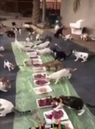 بالفيديو.. مواطن يقيم وليمة كبيرة للقطط في القصيم