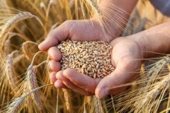 “الحبوب” تصرف مستحقات الدفعة الـ20 لمزارعي القمح المحلي