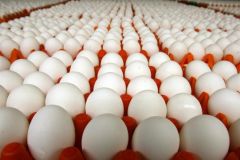 “الغذاء والدواء”: لم نحذر من بيض المائدة المتداول في السوق