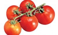 معالي الوزير : مرض “توتا أبسلوتا” وراء ارتفاع أسعار الطماطم المستوردة،