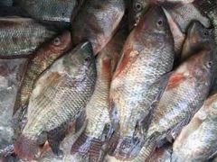 حظر استيراد أسماك ” البلطي ” و ” البوري ” من مصر