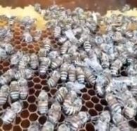 بالفيديو.. لأول مرة النحل يموت في المناحل من شدة البرودة بالطائف