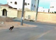 بالفيديو.. شابان يطاردان «ذئب» شارد بحي السلمانية بسكاكا