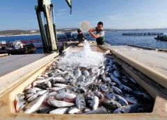 المملكة تكلف وفداً بالتفتيش على الأسماك في مصر