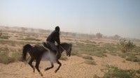 الفرس الفهد يفوز بسباق اسطبل ( كرم الخيل ) للخيول العربية