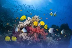 ريادة “كاوست” تحمي التنوع بالبيئة البحرية