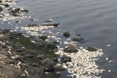 بالصور.. نفوق مئات الأسماك في بحيرة سيهات.. و”الأرصاد”: لم نتلق بلاغاً