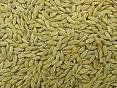 توقعات بتراجع أسعار الشعير 50 % والأرز 15 %