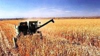 وزير الزراعة يعلن صرف مليار ومئتين مليون ريال لمزارعي القمح