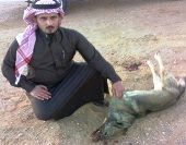 شاب سعودي ينتقذ راعيا من ذئب