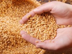 “الحبوب” توافق على مراجعة سعر شراء القمح المحلي للموسم الحالي
