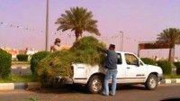 إهمال البلدية يدعو رعاة الماشية لجمع وقص الأشجار والأعشاب بطريق الملك عبدالعزيز