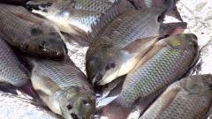 “الغذاء والدواء”: هذه علامات الاستدلال على الأسماك الطازجة