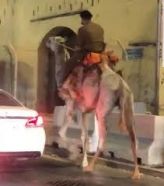 “شرطة مكة” تقبض على الشخص الذي ظهر مرتدياً زياً عسكرياً ويمتطي جملاً بأحد الشوارع
