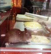 “أمانة الشرقية” توضح حقيقة فيديو “فأر المطعم الشهير”