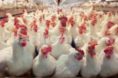 “زراعة الرياض” تؤكد خلو الدجاج المحلي من الهرمونات والمضادات الحيوية