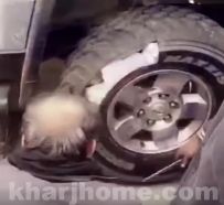 بالفيديو.. الكلاب البوليسية تشارك في إحباط محاولة تهريب خمور داخل إطارات مركبة