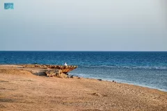“أملج”.. حوراء على ضفاف البحر الأحمر