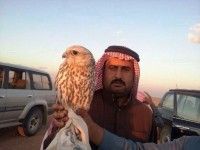 هواة الصيد أطلقوا عليه لقب “طير الموسم” سعوديون يصطادون “صقراً” ويبيعونه بـ “٢٩١ ألف ريال”