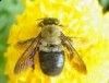 وزارة الزارعة تحدد شروط استيراد النحل الحي للمملكة