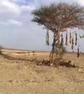 فيديو صادم لذئاب مقتـولة ومعلقة على شجرة بمنطقة صحراوية