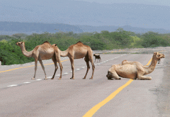 “المرور”: إبعاد الحيوانات عن حرم الطريق من مسؤوليات مُلّاكها
