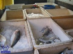 البلدية تضبط 4 أطنان من الأسماك الفاسدة في بريمان جدة