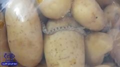 بالفيديو..مواطن سعودي يُفاجأ بثعبان في كيس بطاطس