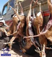 السلطات السودانية تلقي القبض على 8 سعوديين بتهمة الصيد الجائر ودخول الولاية بدون إذن