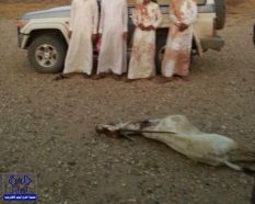 القبض علي 4 شبّان قتلوا واحدة من “غزال المها” بطلقتين ناريتين بمحمية طبيعية