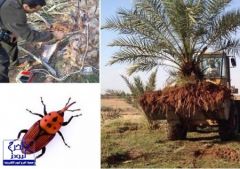 آفة «السوس الأحمر» تُهدد محصول التمر السعودي
