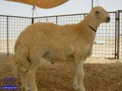 بيع خروف من سلالة نادرة بمليون ريال بـ الطائف