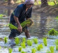 بالصور..تعرف على الأرز السعودي الأغلى في العالم.. أحمر اللون ويواجه خطر الانقراض