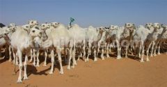 “الصومال” تعول على المملكة ودول خليجية لزيادة وارداتها من تصدير الإبل