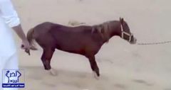 بالفيديو.. بعد تكرار قتل الأحصنة.. مطالب عاجلة بمحاسبة القتلة