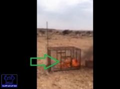 بالفيديو.. شبان متهورون يحرقون ثعلباً داخل قفص حديدي