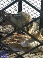 بالفيديو.. مواطن يصطاد حيوان مفترس في حيل المهد.. ونشطاء ينسبون المقطع ليمني