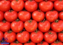 ارتفاع أسعار الطماطم 100%.. والموردون يبررون بنقص المحلي
