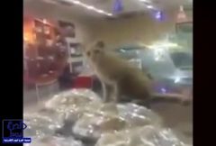 بالفيديو.. قطط تلتهم الأطعمة بمحل شهير بالرياض.. والأمانة تسارع بإغلاقه