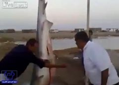 بالفيديو.. صيادون سعوديون يعثرون على خروف داخل بطن قرش