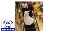 بالفيديو.. مقيم وزوجته يتسوقان بملابس الزفاف بمجمع الراشد في المدينة