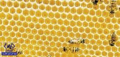 علماء يكشفون سر بناء النحل قرص العسل على شكل سداسي