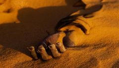 مواطن يعثر على جثة شخص معلقة بشجرة في منطقة صحراوية