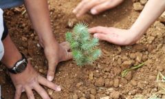 انطلاق حملة لزراعة أكثر من نصف مليون شجرة في الشرقية