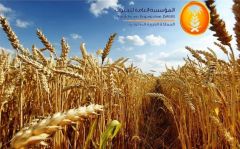 “الحبوب” تنتهي من ترسية الدفعة الثالثة من القمح المستورد هذا العام