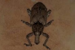 الزعاق يكشف سبب انتشار حشرة “الدوب”.. ويؤكد: ليست مؤذية